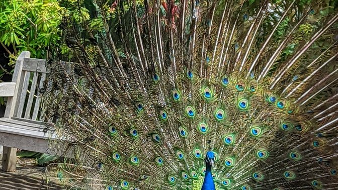 Birmingham Botanical Gardens