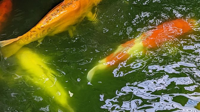 Birmingham Botanical Gardens
