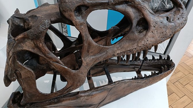 Lapworth Museum of Geology