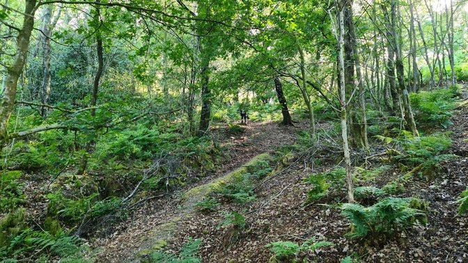 Lickey Hills Country Park