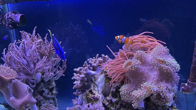 National SEA LIFE Centre Birmingham