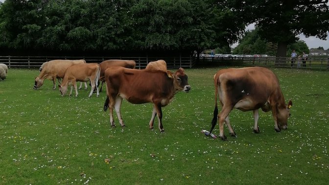 Sheldon Country Park