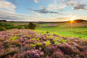 New Forest National Park Horseback Trail Ride (from Birmingham)