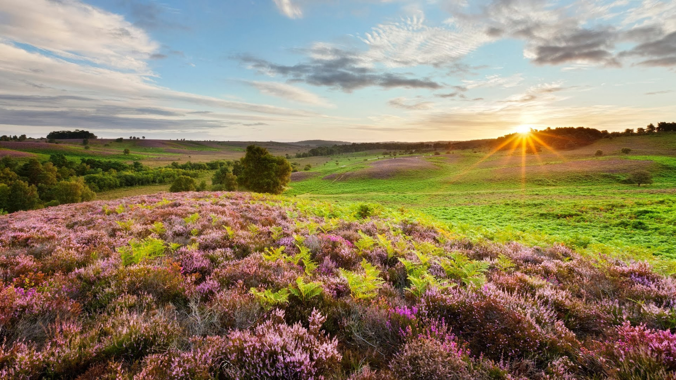 New Forest National Park Horseback Trail Ride (from Birmingham)